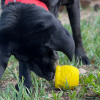 Large Honey Pot Durable Rubber Treat Dispenser & Enrichment Toy