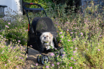 Pet and Pets Simplicity Pet Stroller