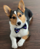 Cutie Ties Dog Bow Tie