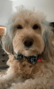 Cutie Ties Dog Bow Tie