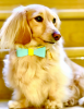 Dog Bow Tie