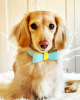 Dog Bow Tie