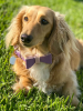 Dog Bow Tie