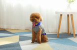 Mr. Peanut's Knitted Acrylic Dog Sweaters