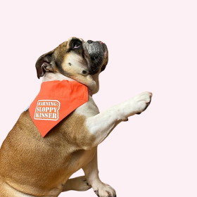 "Warning Sloppy Kisser" Orange Collar Bandana (size: large)